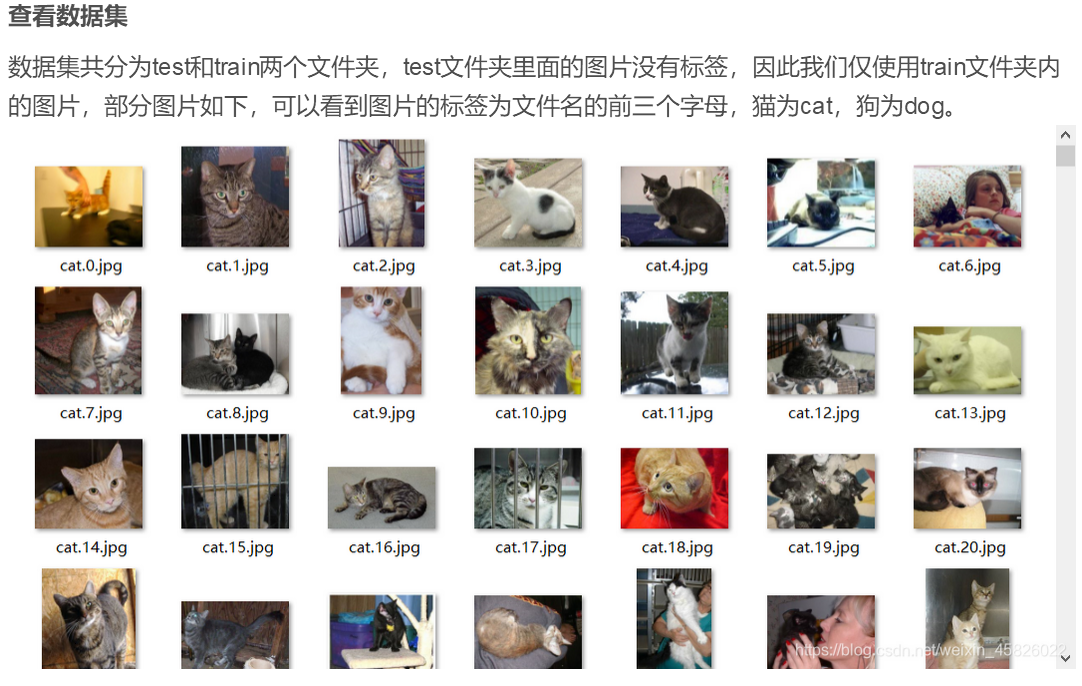Implementing Cat and Dog Classification Based on Pytorch | 智能科学与技术课程设计